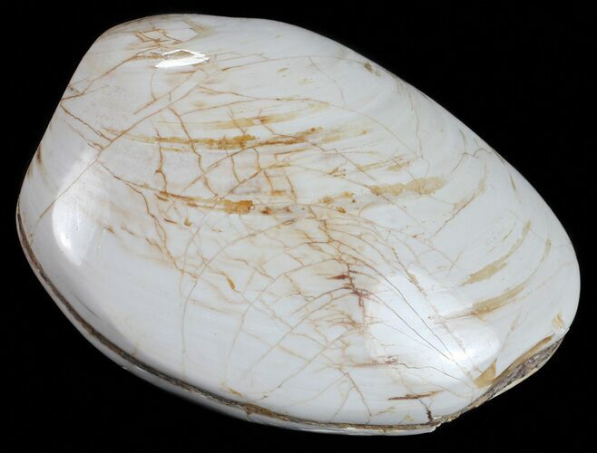 Wide Polished Fossil Clam - Jurassic #55233